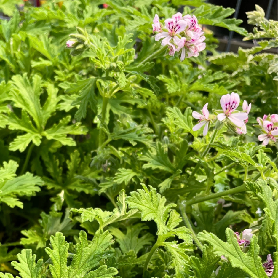 Pelargonium Citron / Geranium Citron