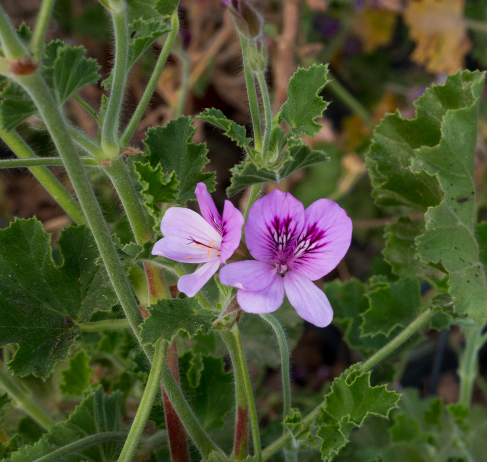 Pelargonium Cola / Geranium Cola