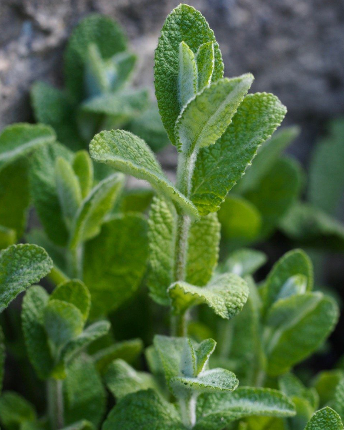 Menthe Vanille