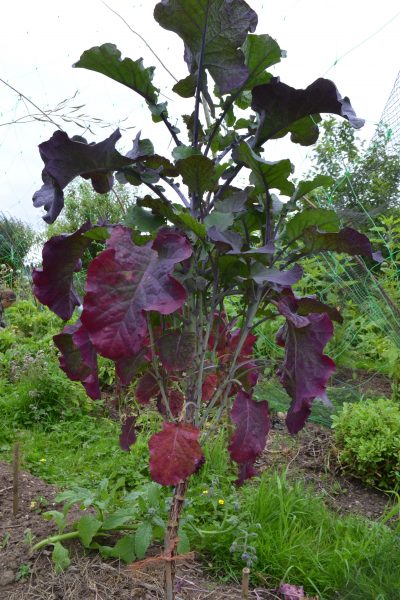 Chou Purple Tree Collard