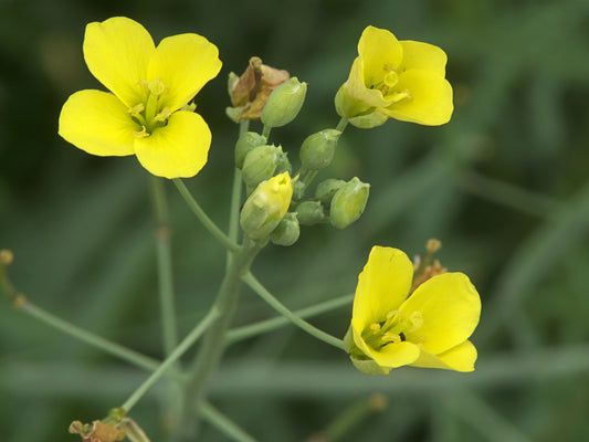 Roquette sauvage dragon’s tongue