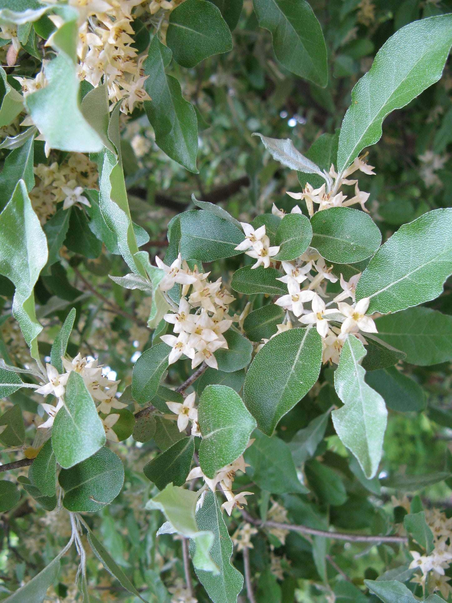 Goumi - Eleagnus Umbellata "Amoroso"