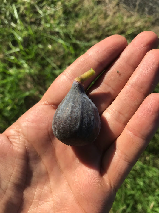 Figue Céleste de La Sauve