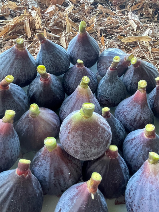 Figue Rouge de Bordeaux - Pastilière