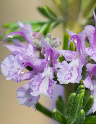 Romarin à fleurs roses, Rosmarinus officinalis 'Majorca Pink'.