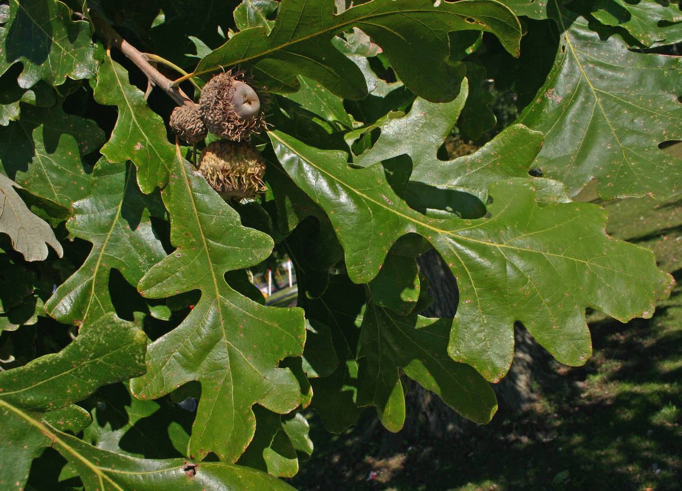 Chêne à gros fruits