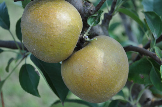 Pomme Reinette de Saintonge