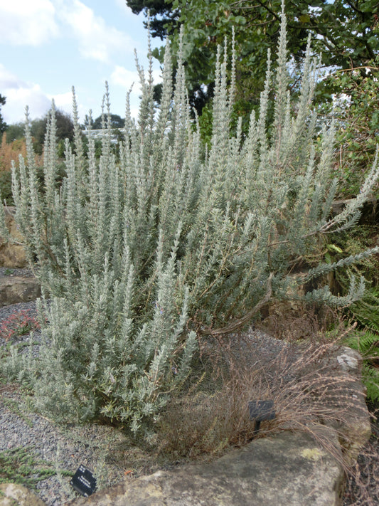 Romarin Mendizabalii