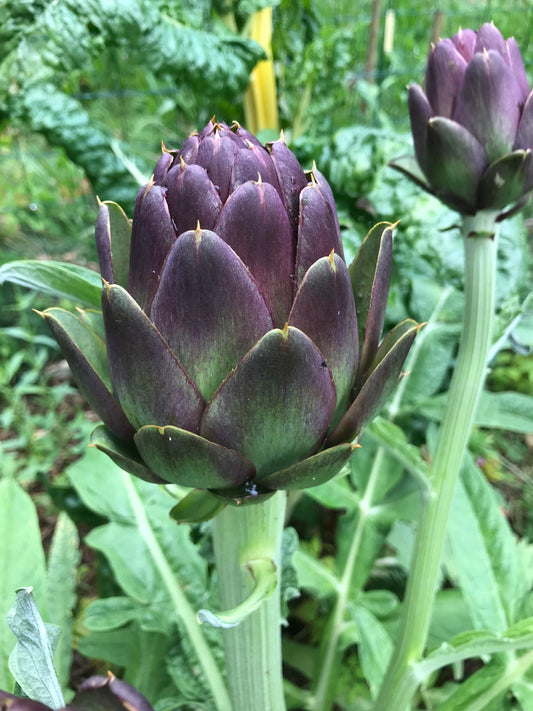 Artichaut Violet de Romagne