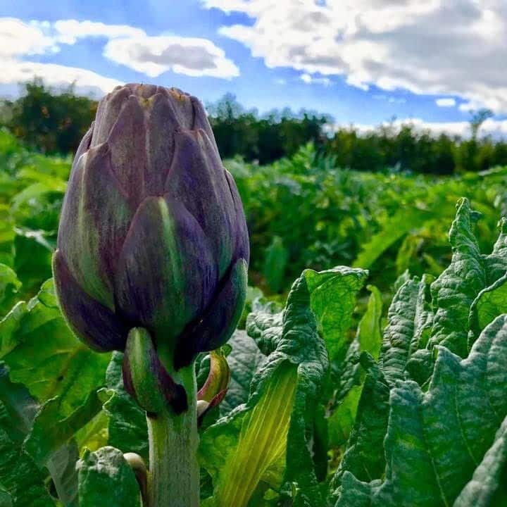 Artichaut Violet de Romagne