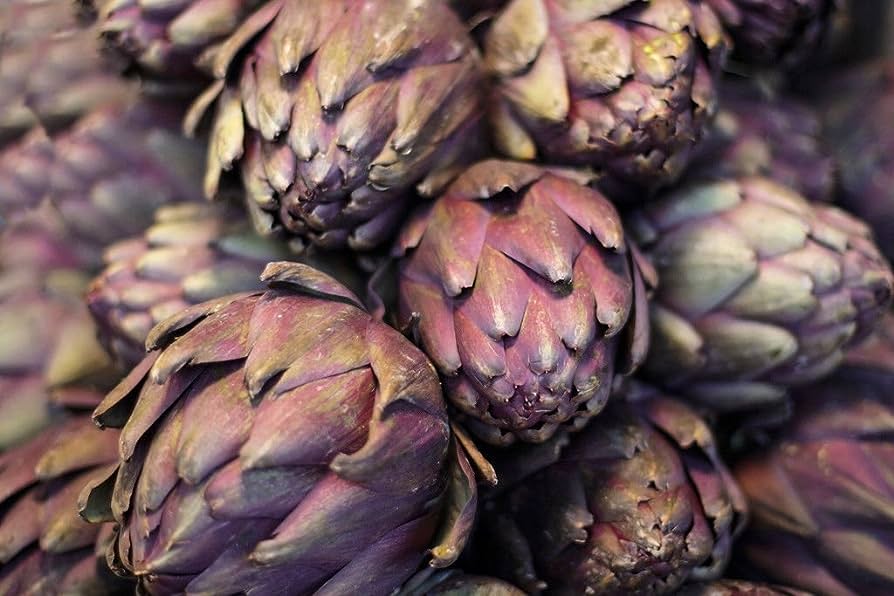 Artichaut Violet de Chioggia
