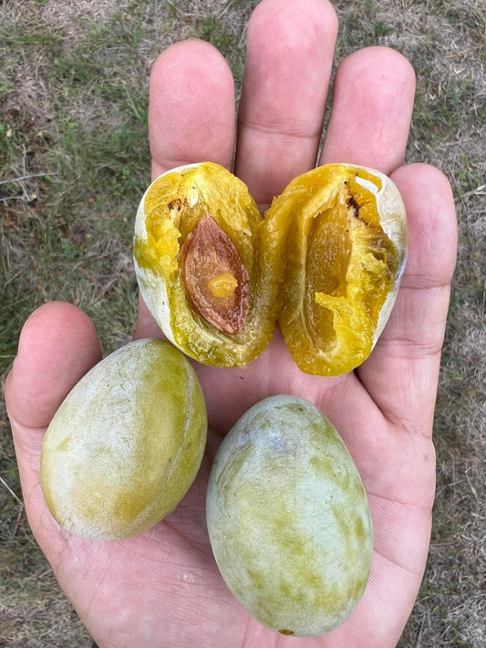 Prune Bianca di Bagnolo