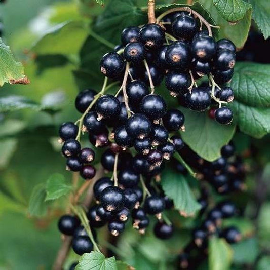 Cassis Géant de Boskoop