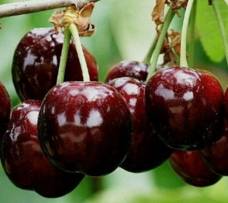 Cerise Gros Guin Noir de Gironde