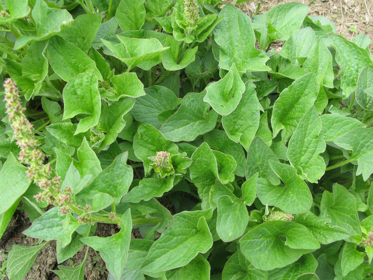 Chénopode Bon Henri