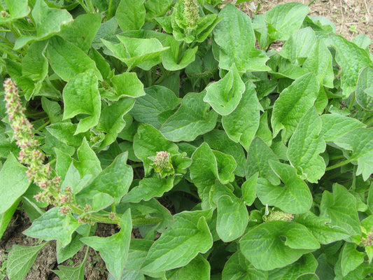 Chénopode Bon Henri
