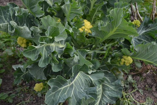 Chou Brocoli Nine Star