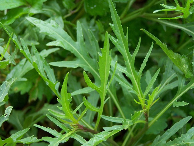 Roquette sauvage