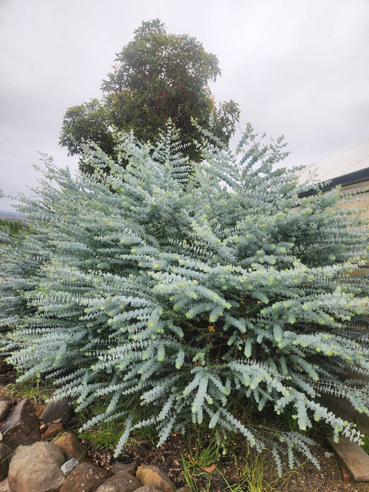 Eucalyptus "Baby Blue"
