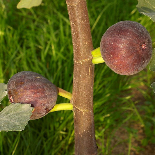 Figue Rouge d’Argenteuil - Dauphine