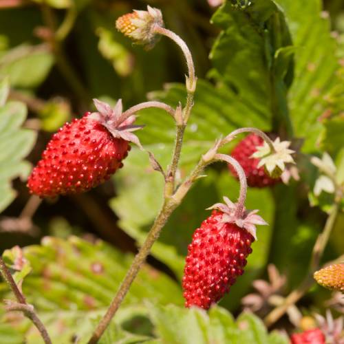 Fraise Alpine "Reine des Vallées"