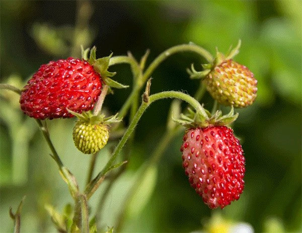 Fraise Alpine "Alexandria"