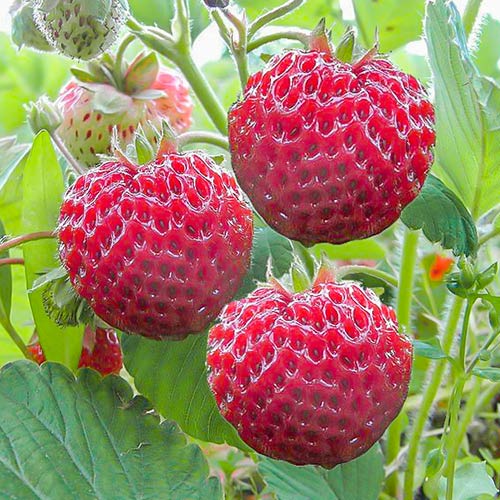 Fraise Framberry