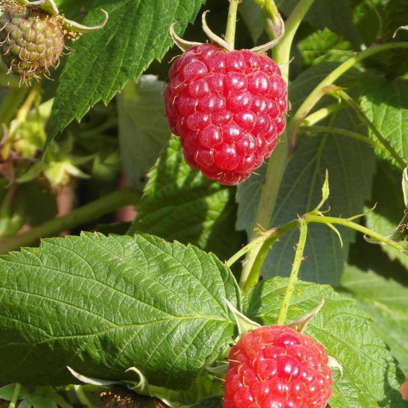 Framboise Tulameen