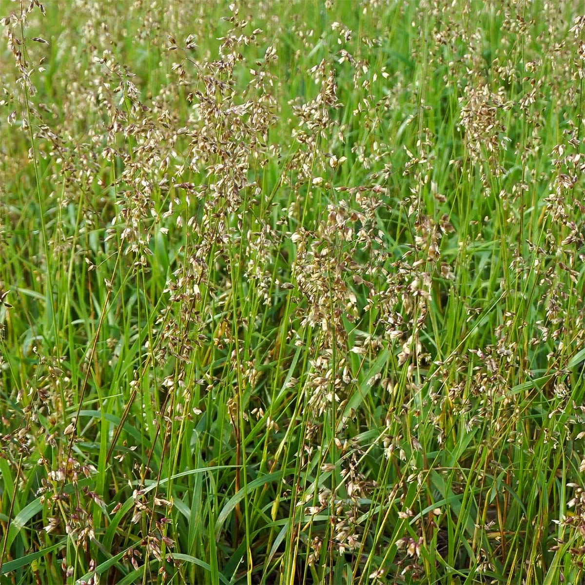 Herbe aux bisons