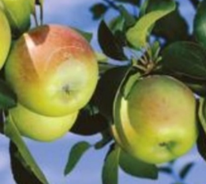 Pomme Jincoa Sagarra