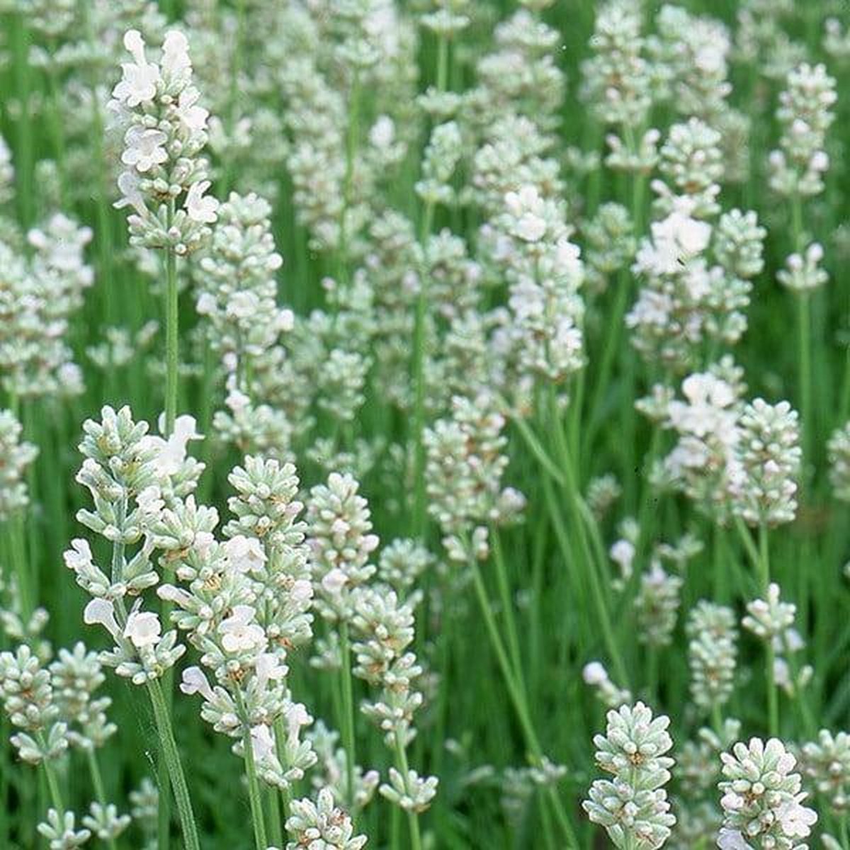 Lavande Blanche