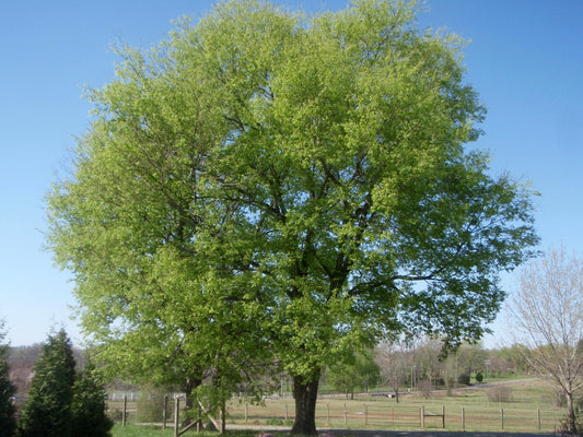 Micocoulier du Mississipi