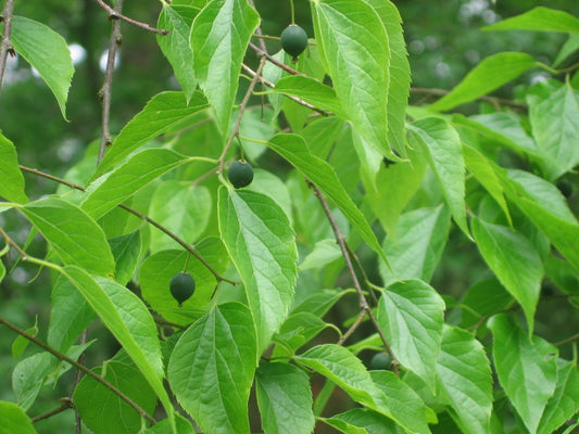 Micocoulier du Mississipi