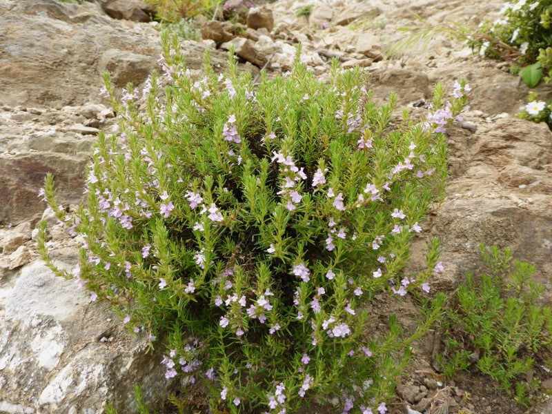 Micromérie de Grèce