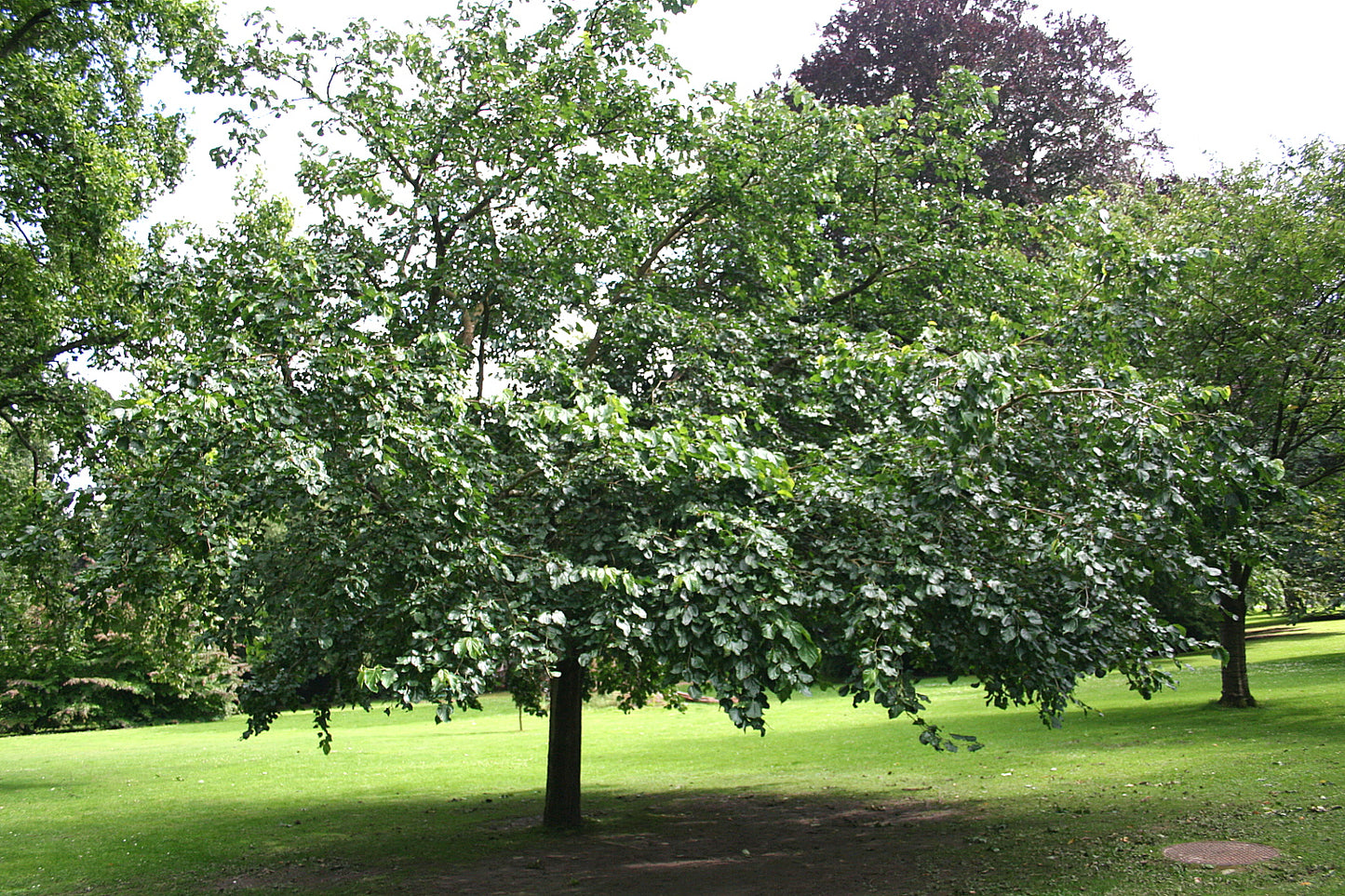Murier Blanc