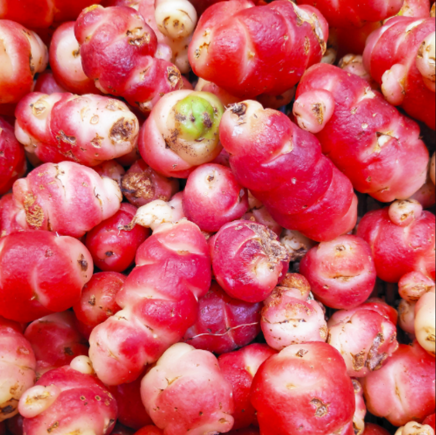 Ocas du Pérou rouges
