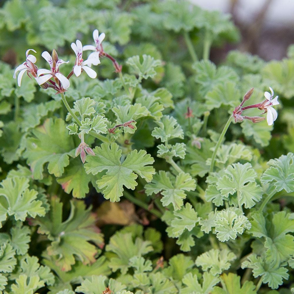 Pelargonium Pomme / Geranium Pomme