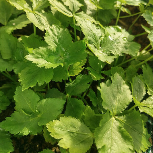 Persil Mitsuba