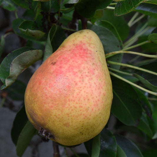 Poire Beurré Clairgeau