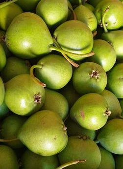 Poire de la Saint Jean