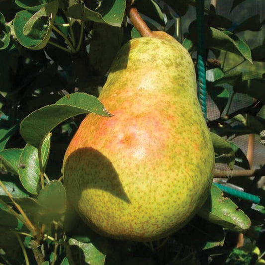 Poire Triomphe de Vienne