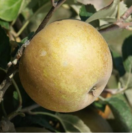 Pomme Azéroli Anisé