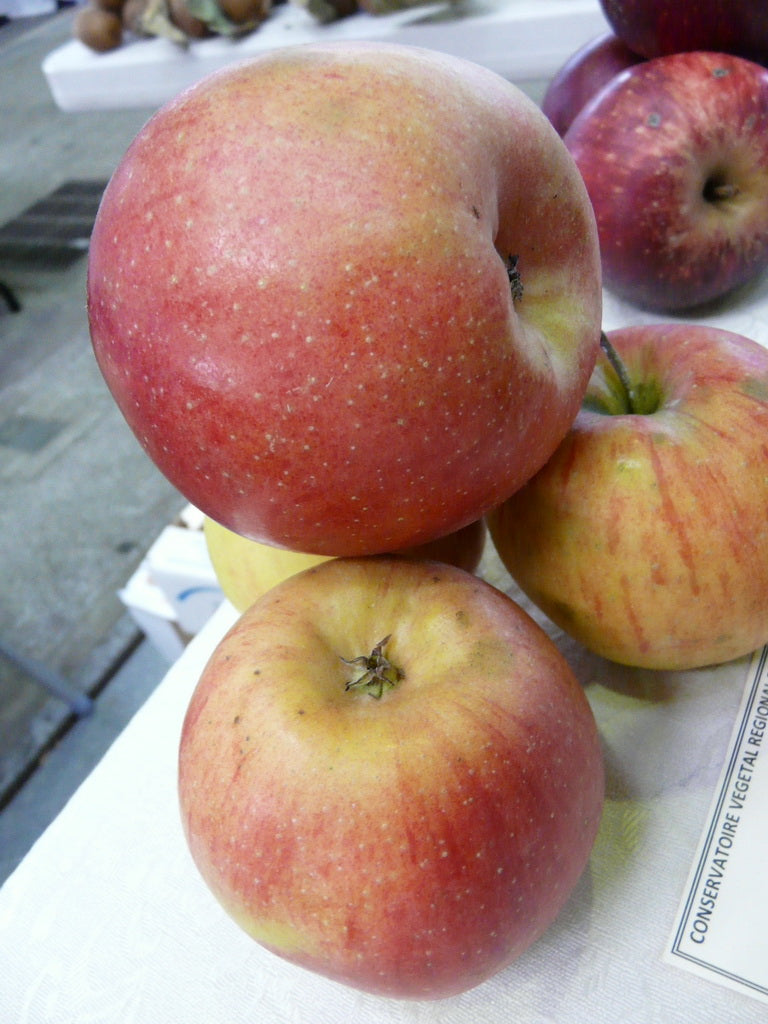 Pomme d'Albret