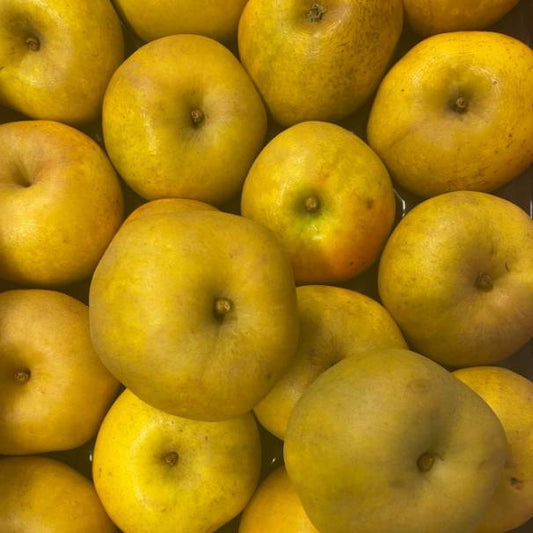Pomme Reinette Clochard