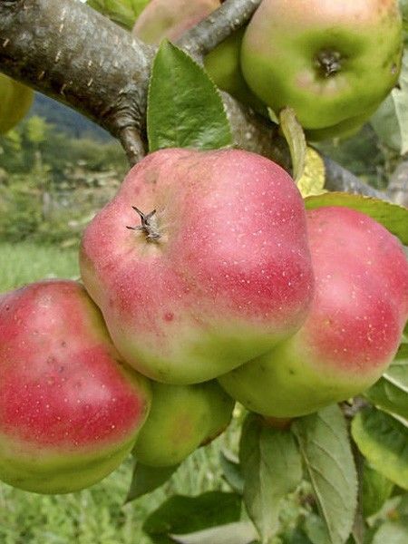 Pomme Api Etoilé