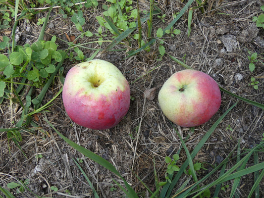 Pomme Cramoisie du Lot