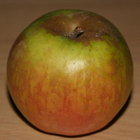 Pomme Reinette de Brive - Sainte Germaine