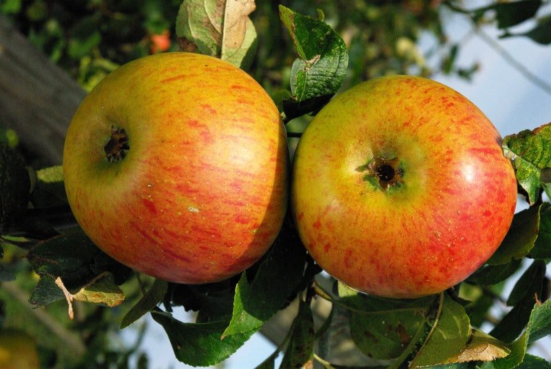 Pomme Reine des Reinettes