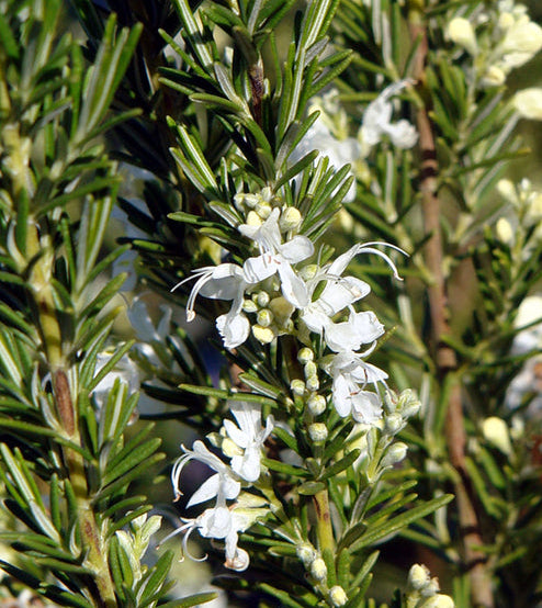 Romarin à fleurs blanches