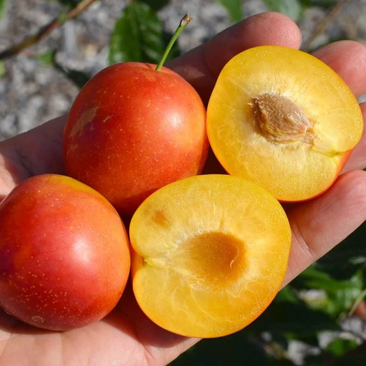 Prune Rumyanaya Zorka